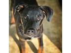 Adopt Lillie a Black - with Tan, Yellow or Fawn Hound (Unknown Type) / Mixed dog