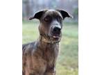 Adopt Bobby-Joe a Great Dane / Mixed dog in Bullard, TX (37987539)