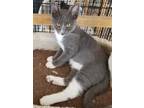 Adopt Ruffles a Gray or Blue Domestic Shorthair / Domestic Shorthair / Mixed cat