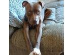 Adopt Gordy a Brown/Chocolate American Staffordshire Terrier / Border Terrier /