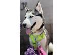 Adopt APRIL a Merle Husky / Mixed Breed (Medium) / Mixed (short coat) dog in