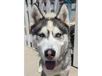Adopt LOKI a Gray/Blue/Silver/Salt & Pepper Husky / Mixed dog in Huntington