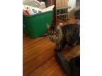 Adopt Rascal a Tiger Striped Bengal (long coat) cat in Paramus, NJ (35402627)