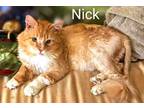 Adopt Nick a Orange or Red Tabby Domestic Longhair (long coat) cat in