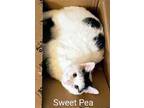 Adopt Sweet Pea a White (Mostly) Domestic Shorthair (short coat) cat in