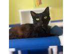 Adopt Gummi a All Black Domestic Shorthair / Mixed cat in Ridgeland