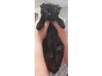 Adopt Delta a All Black Domestic Shorthair / Mixed (short coat) cat in