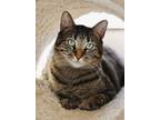 Adopt Snickers a Brown or Chocolate Domestic Shorthair / Domestic Shorthair /