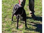 Adopt Gianni a Black - with White Terrier (Unknown Type, Medium) / Mixed dog in