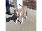Adopt Jasper a Tan/Yellow/Fawn American Staffordshire Terrier / Mixed dog in