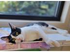 Adopt Squeaks a Domestic Shorthair / Mixed (short coat) cat in Fremont