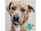 Adopt Cojo a Tan/Yellow/Fawn Mixed Breed (Large) / Mixed dog in Las Cruces