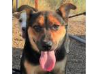Adopt Lilly a Brown/Chocolate Mixed Breed (Medium) / Mixed dog in Las Cruces