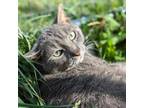 Adopt Huffy a Gray or Blue Domestic Shorthair / Mixed cat in Waynesboro