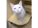 Adopt Zsa Zsa a White (Mostly) Domestic Shorthair / Mixed (short coat) cat in