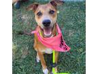 Adopt Rachel a Tan/Yellow/Fawn Catahoula Leopard Dog / Mixed Breed (Medium) /