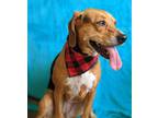 Adopt Riley a Beagle / Mixed dog in Lexington, KY (38034689)