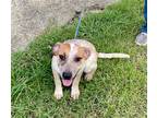 Adopt Sparta a White - with Tan, Yellow or Fawn Cattle Dog / Mixed dog in