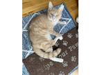 Adopt Jethro a Domestic Shorthair / Mixed cat in Oakland, NJ (37908611)