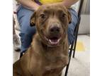Adopt Brownie a Cattle Dog / Boxer / Mixed dog in Valley Park, MO (38024885)
