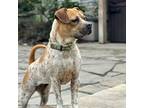 Adopt Winnie a Boxer / German Shorthaired Pointer / Mixed dog in Pleasant