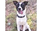 Adopt Tiger a White - with Tan, Yellow or Fawn Pit Bull Terrier / Mixed dog in