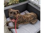 Adopt Mama Minnow pup: The Skipper a Brindle Mixed Breed (Medium) dog in San
