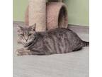 Adopt Bubbles a Gray or Blue Domestic Shorthair / Mixed cat in Columbia Station