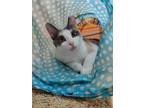 Adopt Alice Cooper a Calico or Dilute Calico Domestic Shorthair / Mixed (short