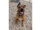 Adopt Tex a Red/Golden/Orange/Chestnut Mastiff / Mixed dog in Llano