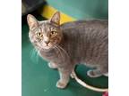 Adopt Jett a Gray or Blue Domestic Shorthair / Domestic Shorthair / Mixed cat in