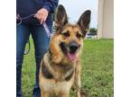 Adopt Sage JuM a Black German Shepherd Dog / Mixed dog in Baltimore