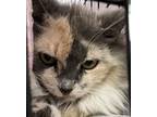 Adopt Hilde - Lonely Heart a Gray or Blue Domestic Longhair / Domestic Shorthair