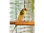 Adopt Swift a Budgie bird in Chilliwack, BC (37838955)