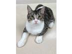 Adopt Carter TCR24 5/10/23 a Gray or Blue Domestic Shorthair / Domestic