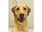 Adopt Milton a Labrador Retriever / Mixed dog in Osage Beach, MO (38016365)