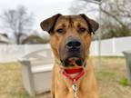 Adopt Noodle - in Foster a Red/Golden/Orange/Chestnut Mixed Breed (Large) /
