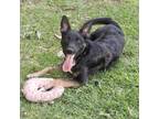 Adopt Georgina - LOCAL a Black - with Brown, Red, Golden