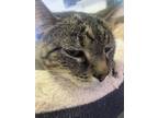 Adopt Champ a Domestic Shorthair / Mixed (short coat) cat in Bourbonnais