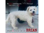 Adopt Brian 9438 a White - with Tan, Yellow or Fawn Bichon Frise / Mixed dog in