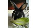 Adopt Peanut a Dutch / Mixed rabbit in Philadelphia, PA (35308156)