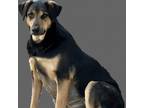 Adopt Neil a Black Labrador Retriever / Shepherd (Unknown Type) / Mixed dog in