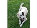 Adopt Spot a White - with Red, Golden, Orange or Chestnut Australian Cattle Dog