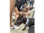 Adopt Birdie (aka Atlas) a Black - with White Labrador Retriever / Mixed dog in