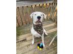 Adopt Gina a White Dogo Argentino / Mixed dog in Atlanta, GA (35310021)
