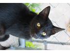 Adopt Henry a All Black Domestic Shorthair (short coat) cat in New Richmond