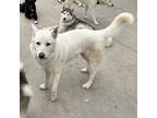 Adopt Jade a White - with Tan, Yellow or Fawn Husky / Mixed dog in Eufaula