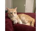 Adopt Corcum - Israel a Orange or Red Domestic Shorthair / Mixed cat in Fairfax