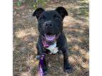 Adopt Aurora a Black American Staffordshire Terrier / Mixed dog in Peachtree