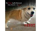 Adopt Penny 7792 a Tan/Yellow/Fawn Welsh Corgi / Mixed dog in Brooklyn